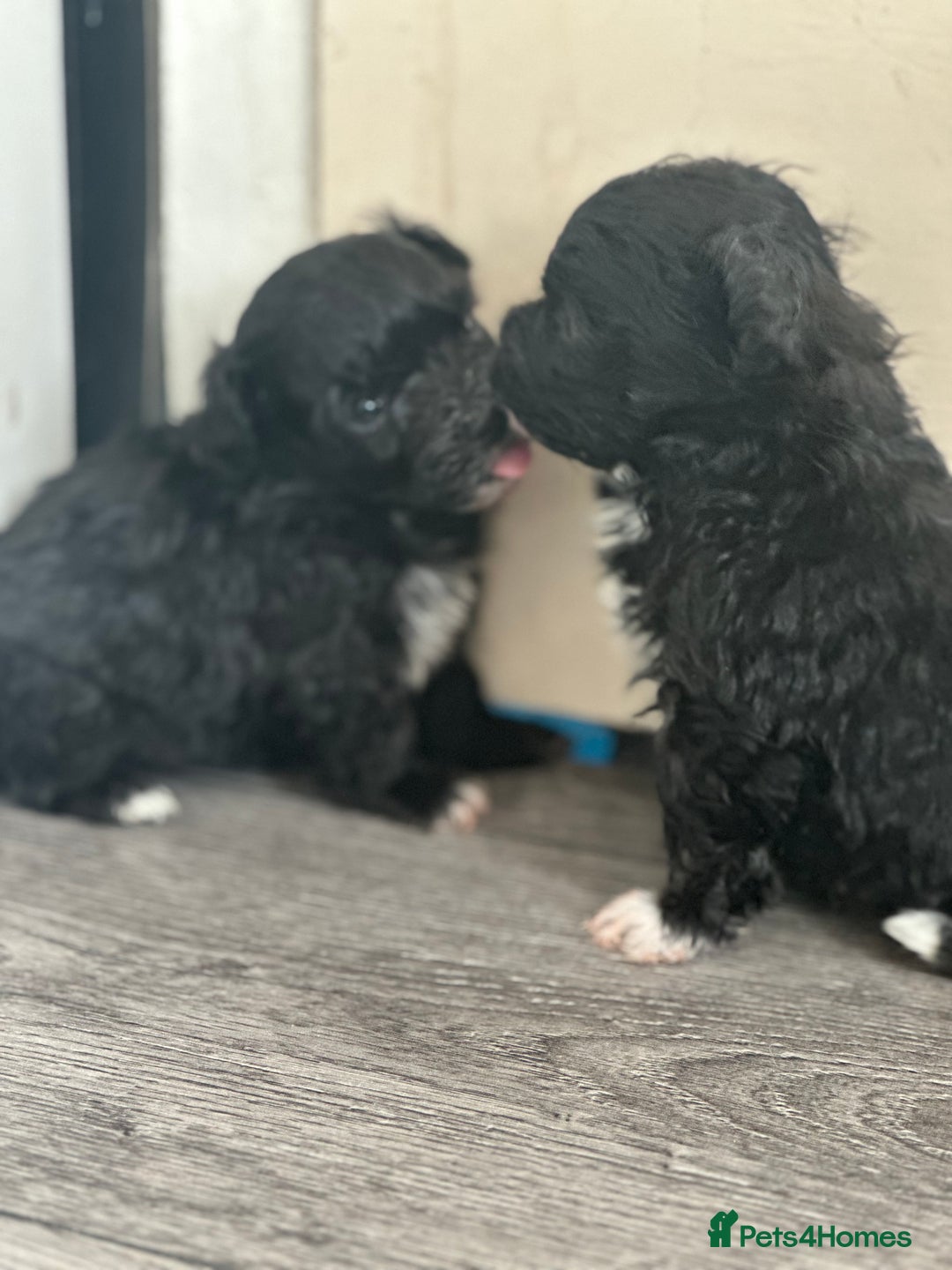 Maltipoo dogs for sale: F1 Toy Maltipoos - Advert 24