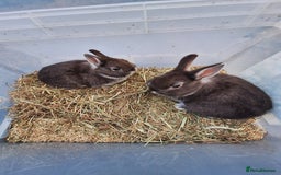 Netherland Dwarf rabbits for sale: Baby Netherland dwarf rabbits for sale £50 each  - Advert 15