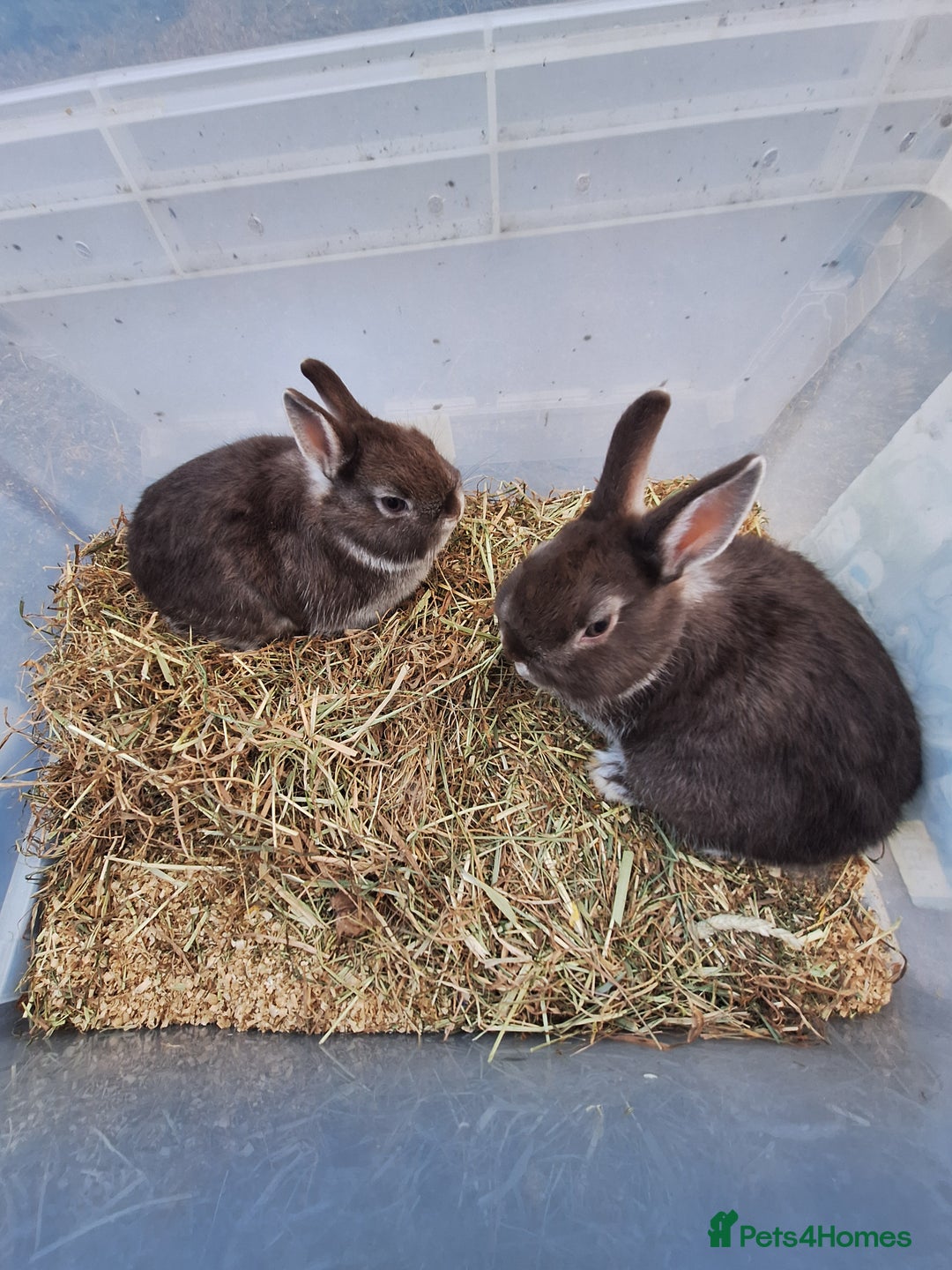Netherland Dwarf rabbits for sale: Baby Netherland dwarf rabbits for sale £50 each  - Advert 15