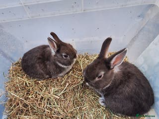 Netherland Dwarf rabbits young Netherland dwarf rabbits for sale £40 each - Advert 12
