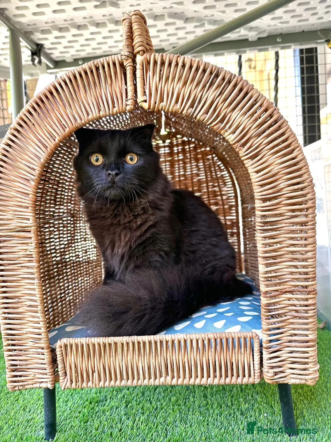 Scottish Fold cats for adoption: Male Scottish Fold Rescue Kitten - Indoor Adoption - Advert 2