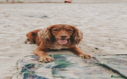 Cocker Spaniel dogs for sale: Red Cocker Spaniel Puppies Ready Now - Image 10
