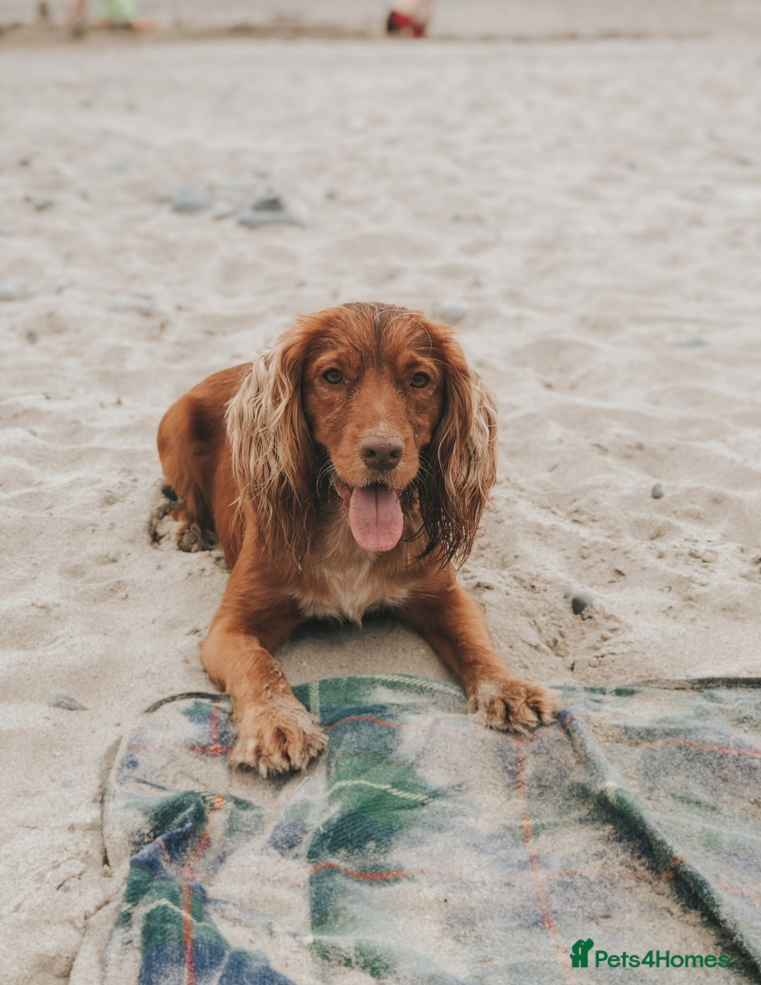 Cocker Spaniel dogs for sale: Red Cocker Spaniel Puppies Ready Now - Image 10