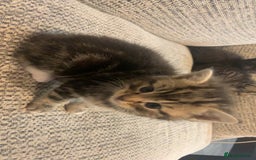 British Longhair cats for sale: Kitten for sale -Highbridge- - Image 4