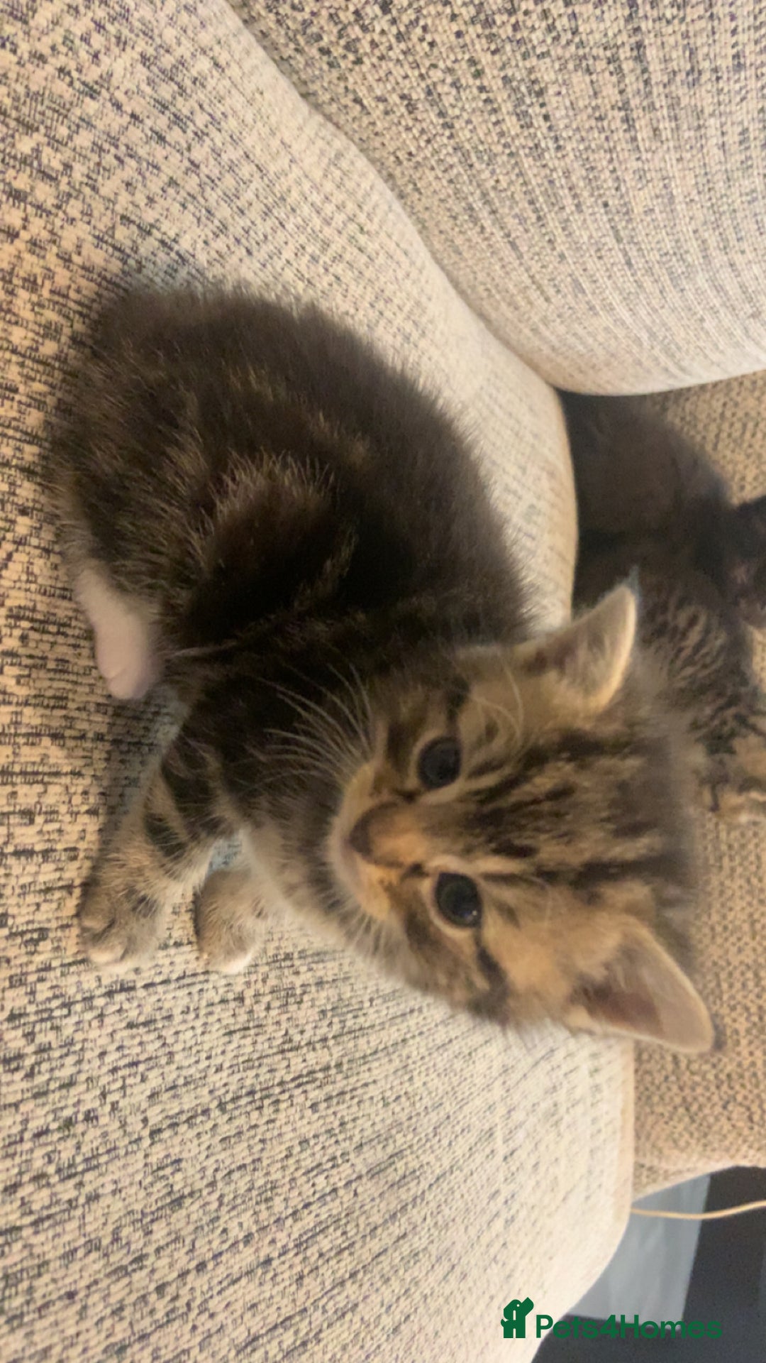 British Longhair cats for sale: Kitten for sale -Highbridge- - Image 4