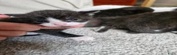 Mixed Breed cats for sale: Sweet kittens in Guildford - Advert 10
