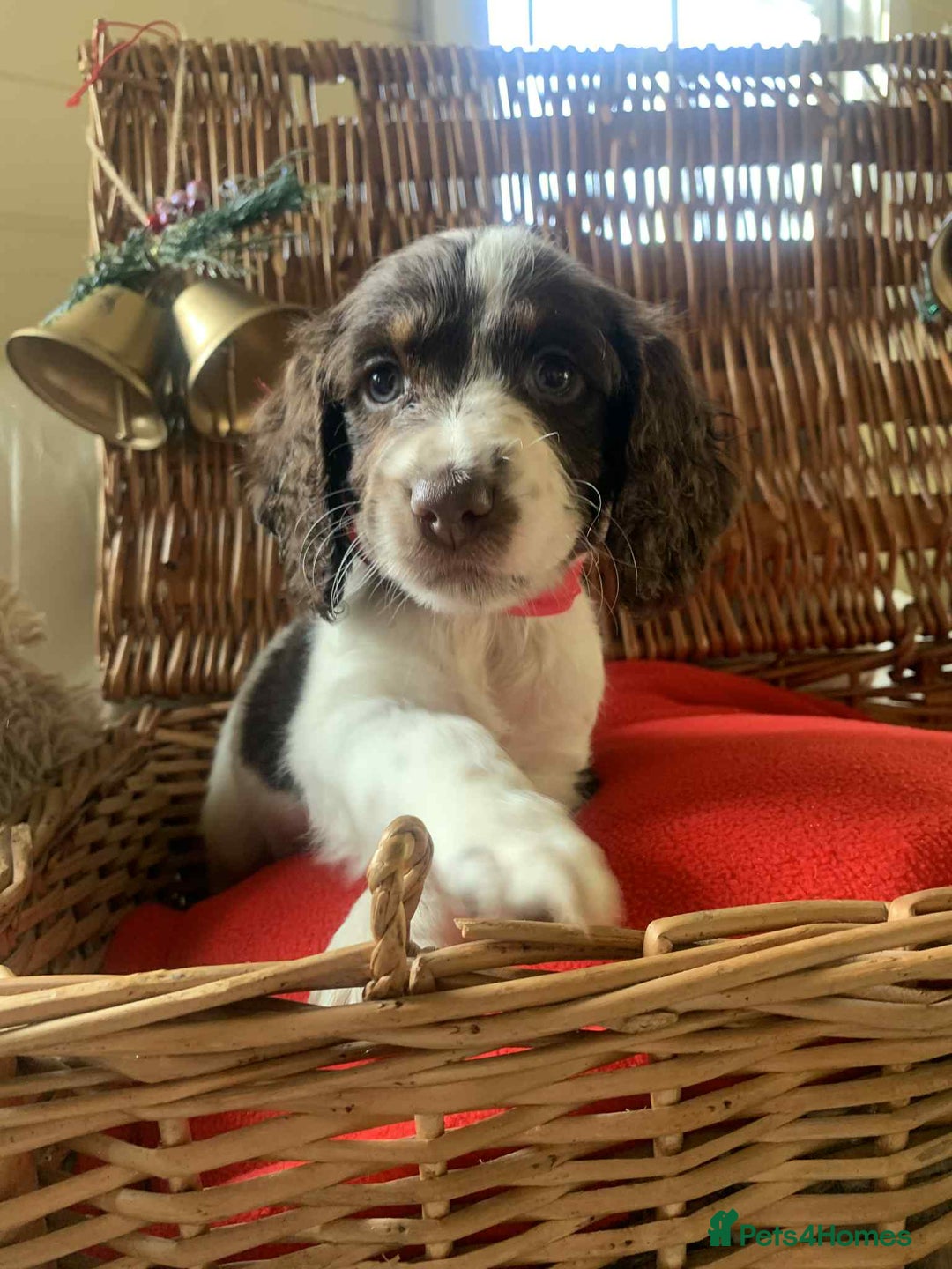 Cocker Spaniel dogs for sale: Beautiful cocker spaniel pups - Advert 13