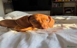 Dachshund dogs for sale: Beautiful puppies of standard dachshund  - Image 14