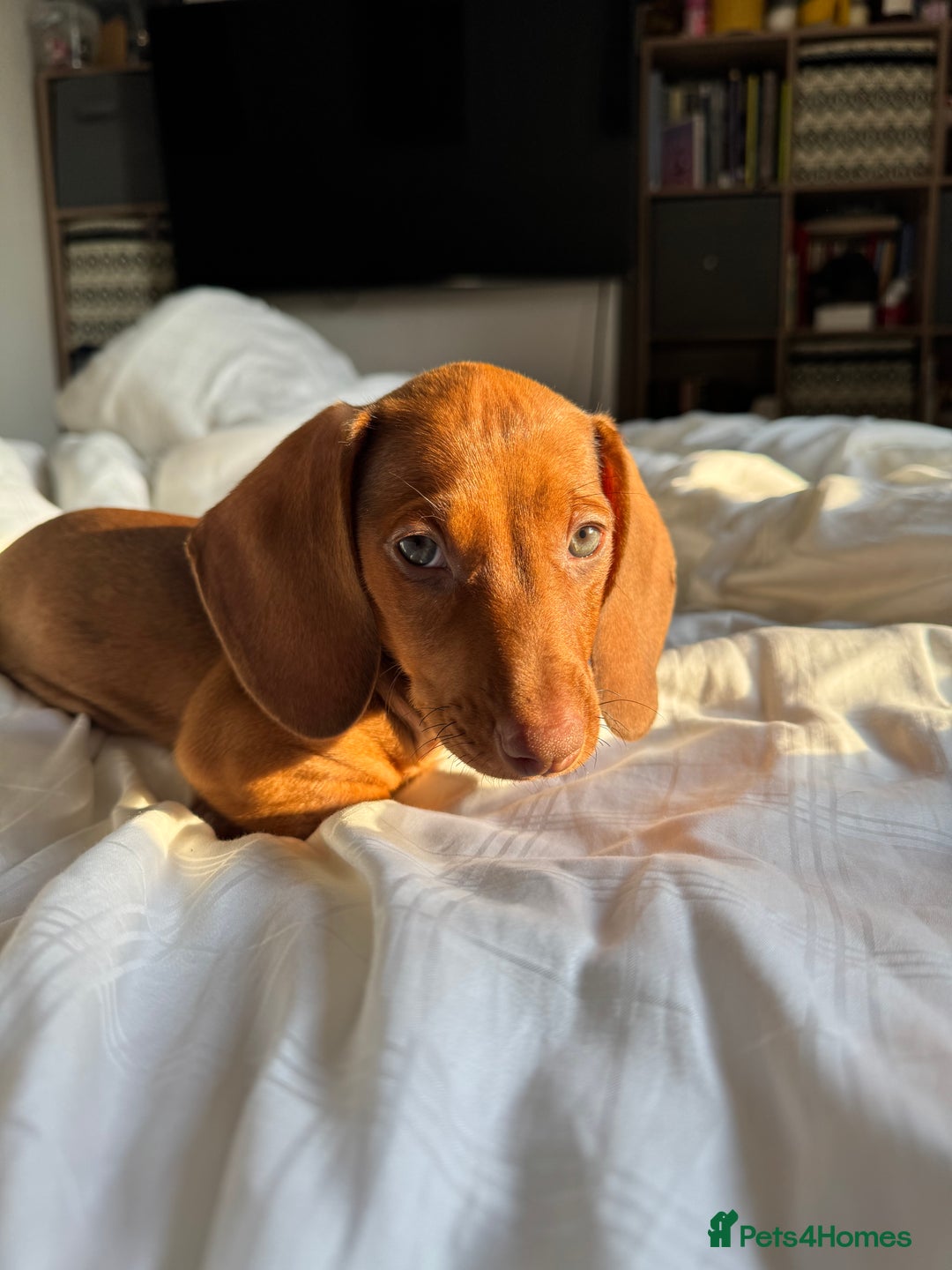 Dachshund dogs for sale: Beautiful puppies of standard dachshund  - Image 14