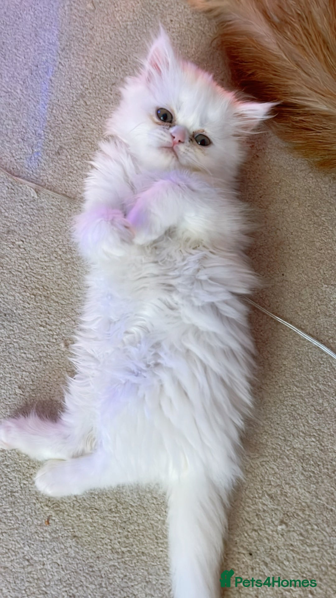 Persian cats for sale: ☆🕯️🏮 🍃Persian doll face kitten - ready now  - Advert 4