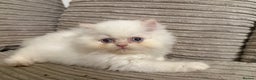 Persian cats for sale: Flame point twins - Advert 4