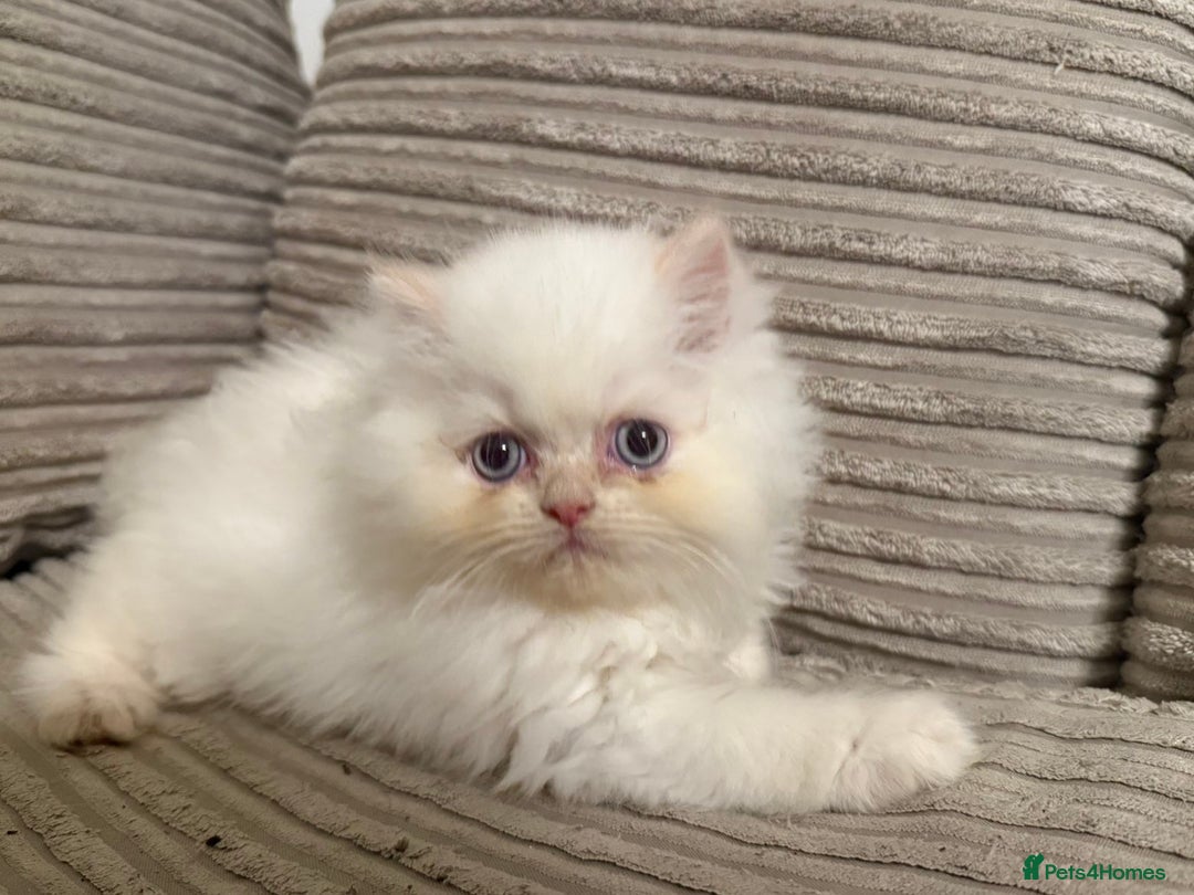 Persian cats for sale: Flame point twins - Advert 4