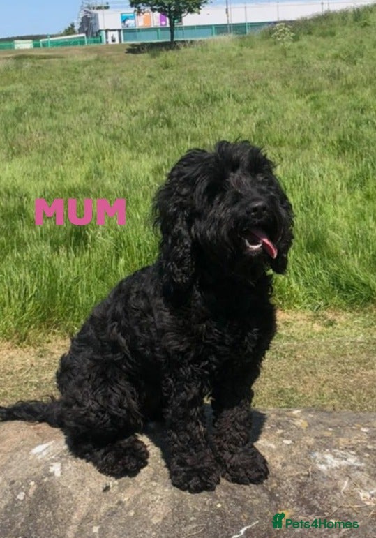 Cockapoo dogs Cockapoo Puppies, F2, Midlothian - Advert 1
