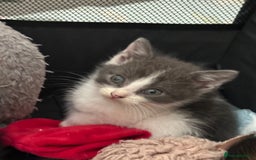 Mixed Breed cats for sale: Mixed Breed kittens - Image 2