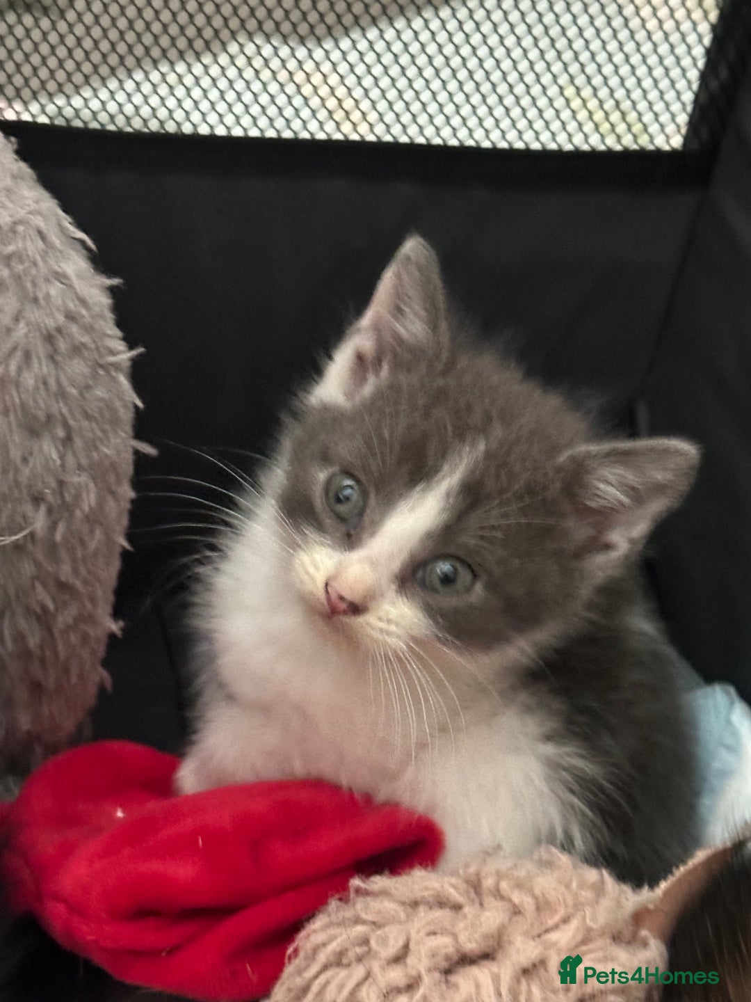 Mixed Breed cats for sale: Mixed Breed kittens - Image 2