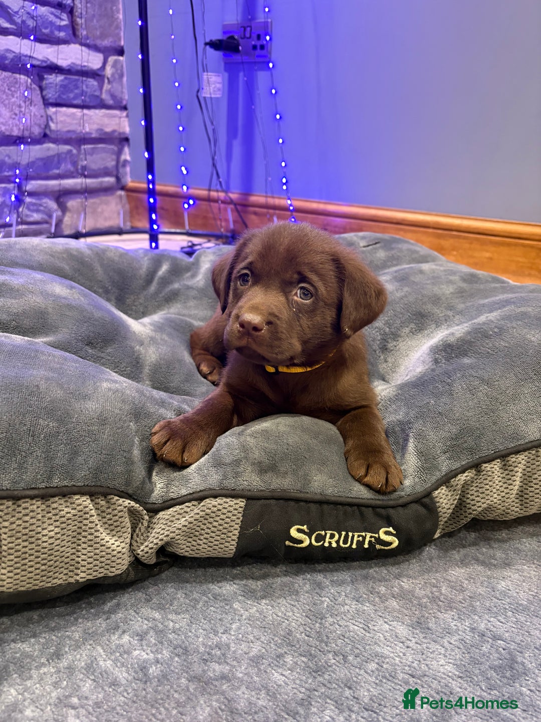 Labrador Retriever dogs for sale: Chocolate Labrador Puppies - Advert 2