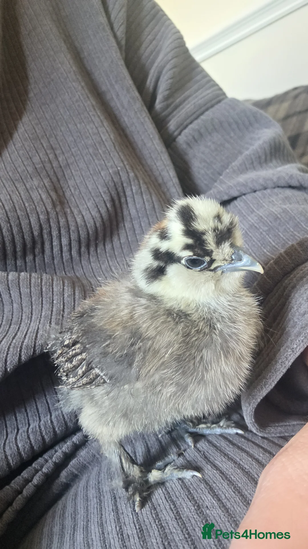 Chickens poultry for sale: Baby silkies 5 sold - Advert 6