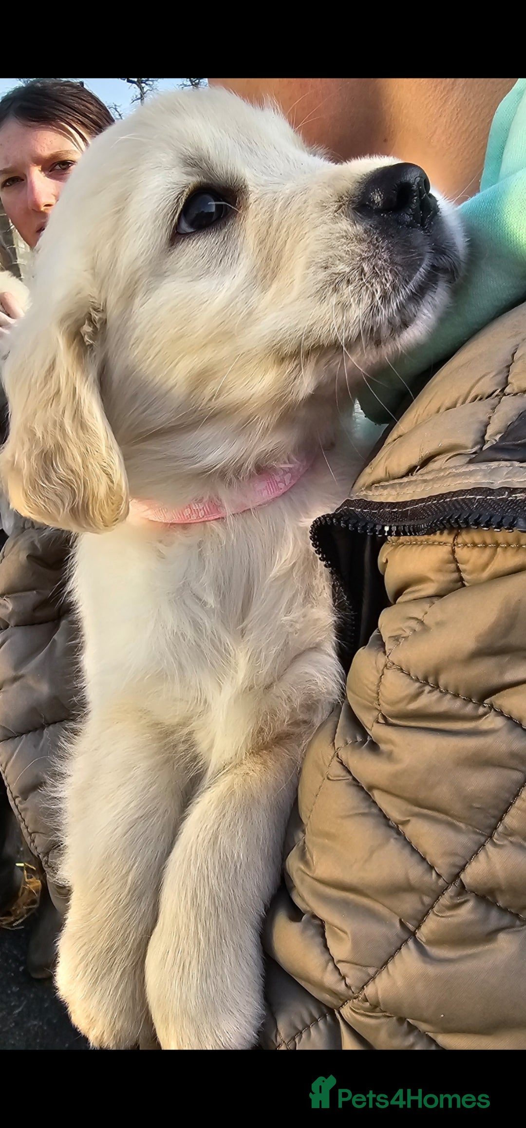 Golden Retriever dogs for sale: Beautiful Golden Retriever Puppies  - Advert 3