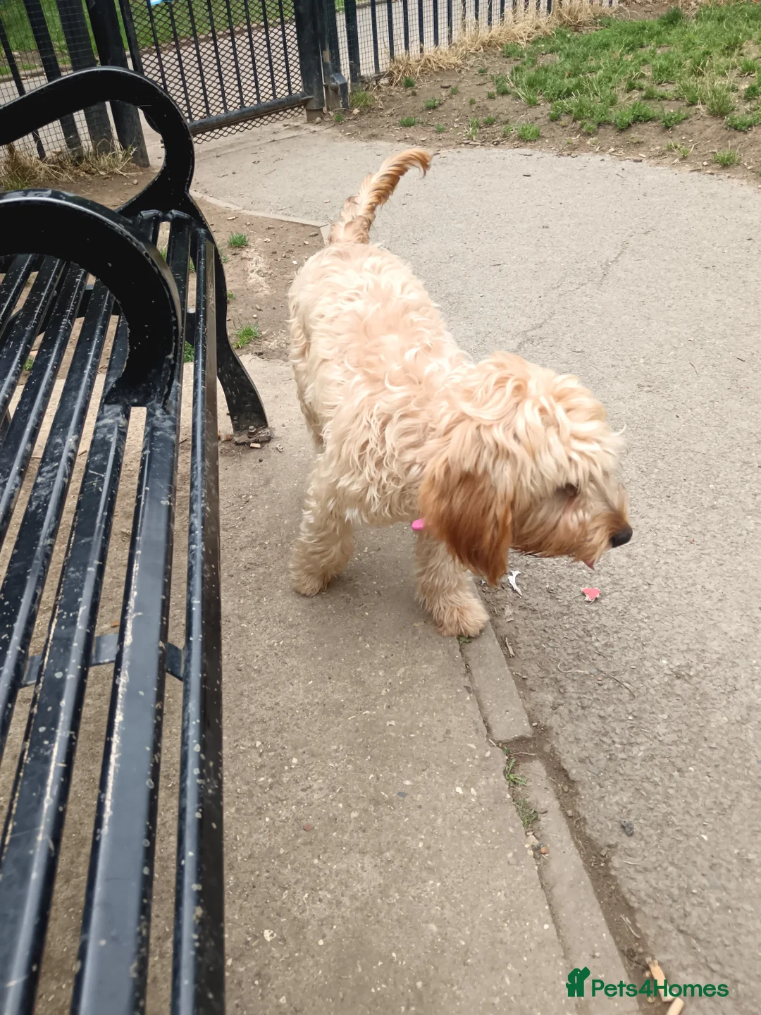 Cockapoo dogs for sale: Cockapoo  - Advert 5