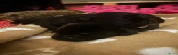 Cane Corso dogs for sale: Beautiful Cane corso for sell  - Advert 2