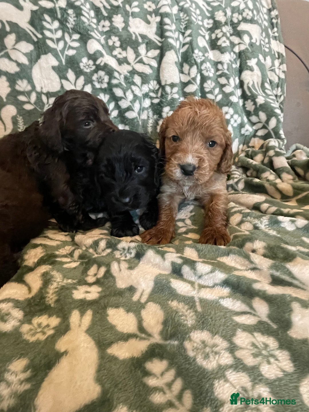 Cockapoo dogs for sale: Beautiful cockapoo puppies  - Advert 9