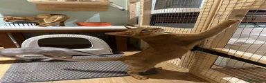 Abyssinian 3