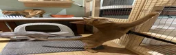 Abyssinian cats for sale: 🐾 Beautiful Abyssinian Kittens  in Hamilton - Advert 4