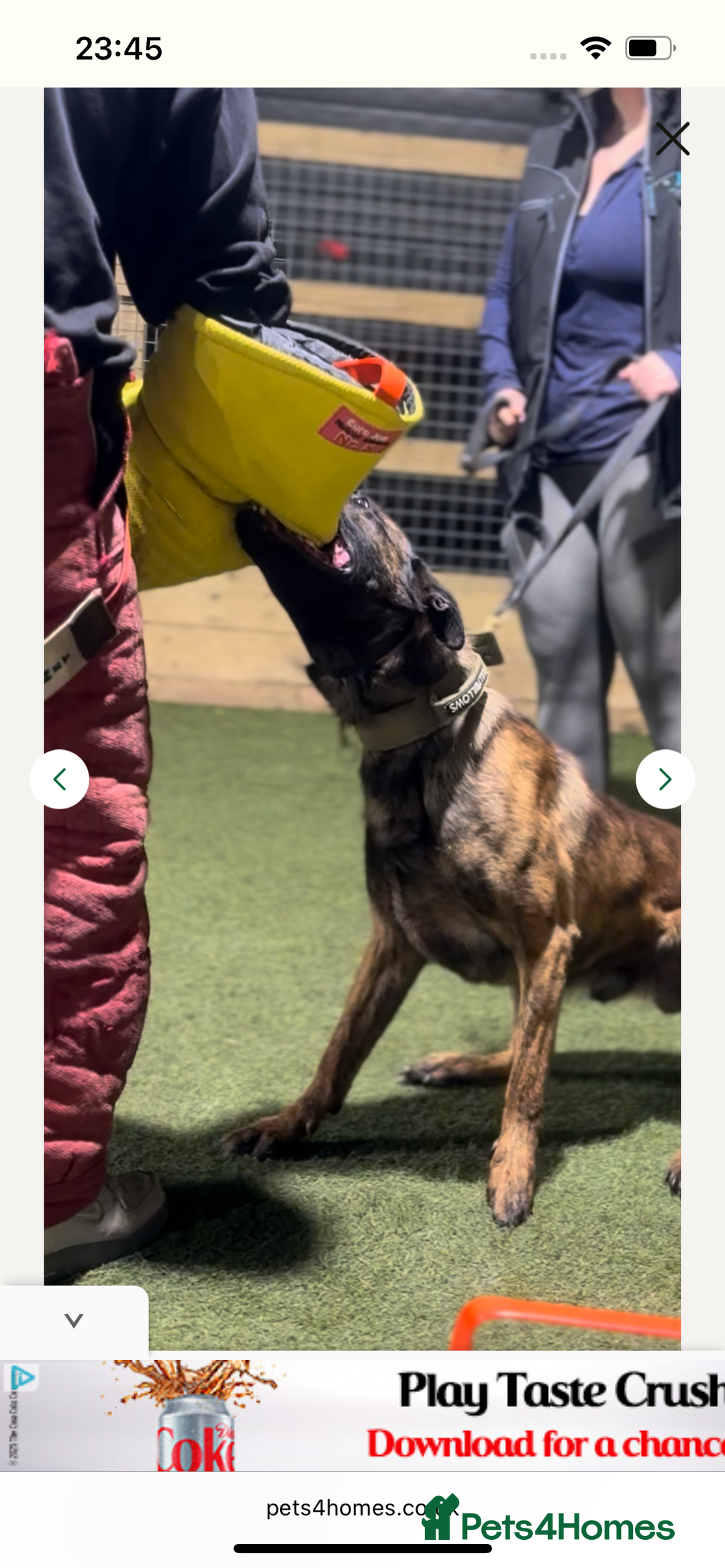 Mixed Breed dogs for sale: Doggo - Advert 7