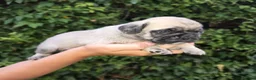 Pug dogs for sale: Royal Blue Litter - Exclusive Showline  - Advert 24