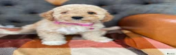 Cavapoo dogs for sale: Beautiful F1 Cavapoo puppies in Aylesford - Advert 7