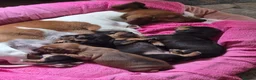 Miniature Dachshund dogs for sale: Minature Dachshund  - Advert 15