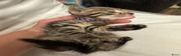 Bengal cats for sale: Rare Pedigree Zorro masked charcoal Bengal Kittens in Orpington - Advert 27
