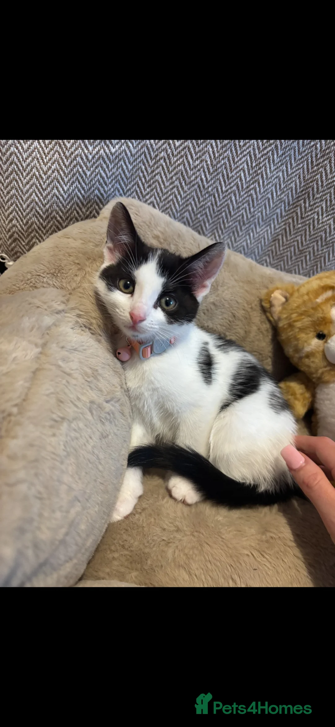 Mixed Breed cats for sale: 3 month old female kitten in Liverpool - Advert 2