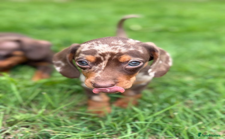 Dachshund dogs - Advert 15