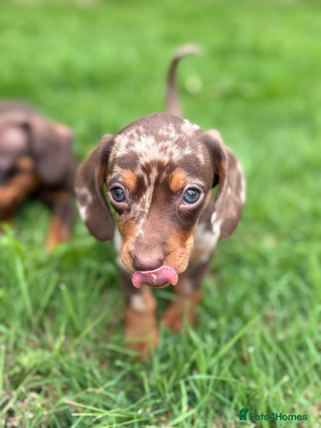 Dachshund dogs for sale: Stunning dachshund puppies for sale !  - Image 1