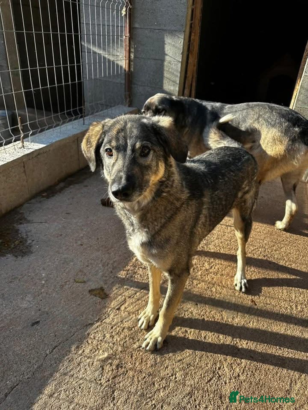 Mixed Breed dogs for adoption: Lucky 💙 - Advert 5