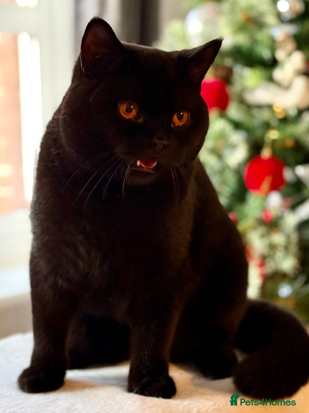 British Shorthair cats for sale: Ian available 😻 in High Wycombe - Advert 1