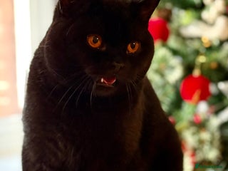 British Shorthair cats Last 2 black boys 😻😻 in High Wycombe - Advert 6