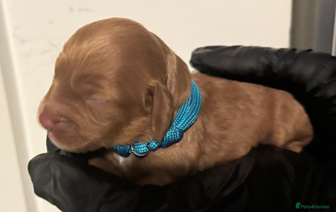 Cockapoo dogs for sale: 🐾 Beautiful Red Cockapoo Puppies 🐾 - Advert 13