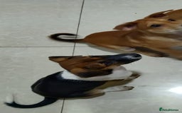 Mixed Breed dogs for sale: Looking for a loving home for one of our 2 Pups! - Image 14