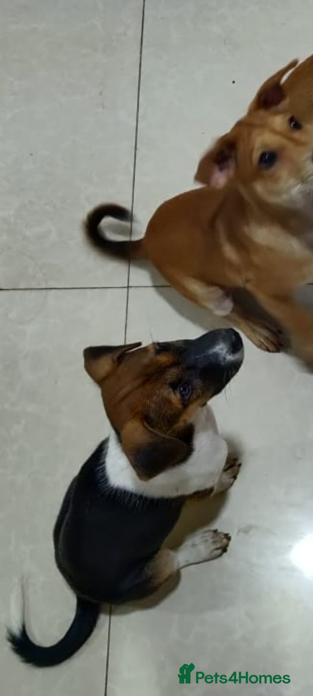 Mixed Breed dogs for sale: Looking for a loving home for one of our 2 Pups! - Image 14