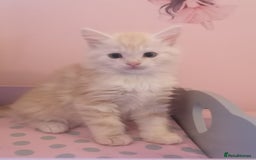 Maine Coon cats for sale: FLUFFY MAINECOON X KITTENS - Image 6