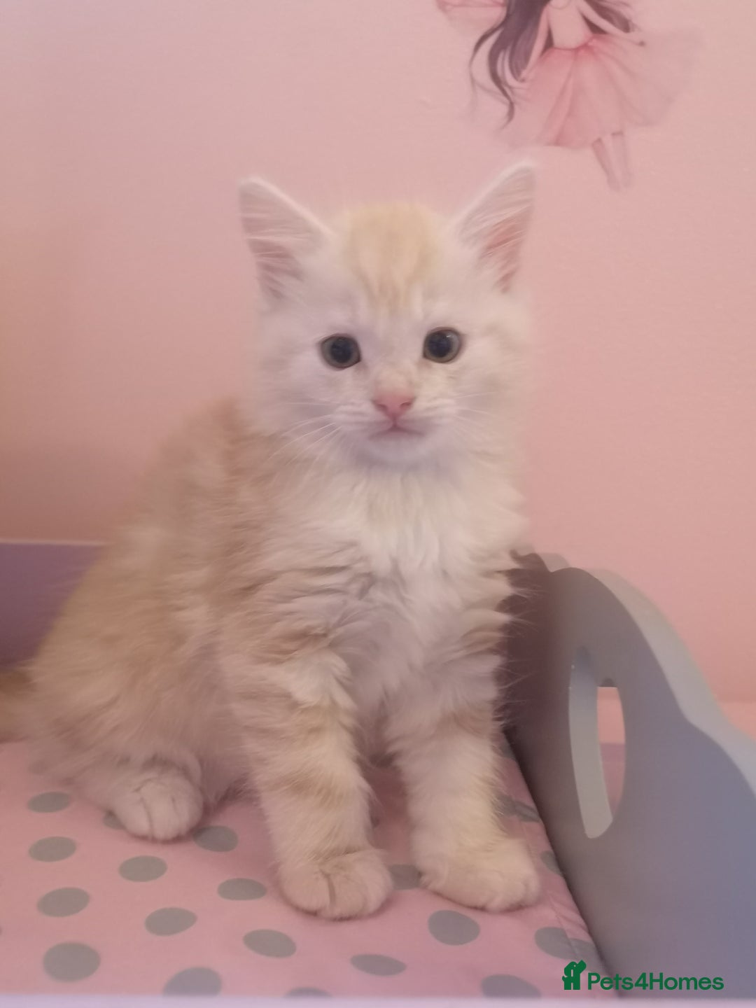 Maine Coon cats for sale: FLUFFY MAINECOON X KITTENS - Image 6