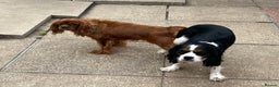 Cavalier King Charles Spaniel dogs for stud: CAVALIER TRI COLOUR STUD - HEALTH TESTED in Mablethorpe - Advert 9