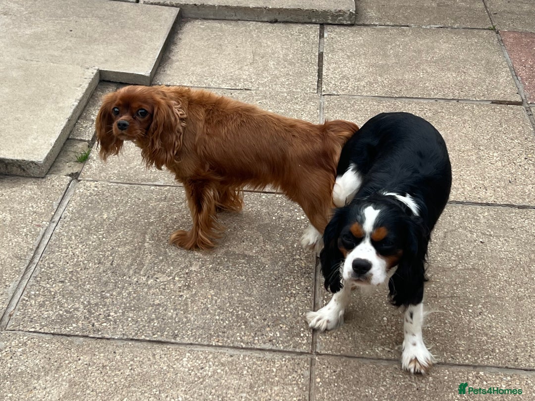 Cavalier King Charles Spaniel dogs for stud: CAVALIER TRI COLOUR STUD - HEALTH TESTED in Mablethorpe - Advert 9