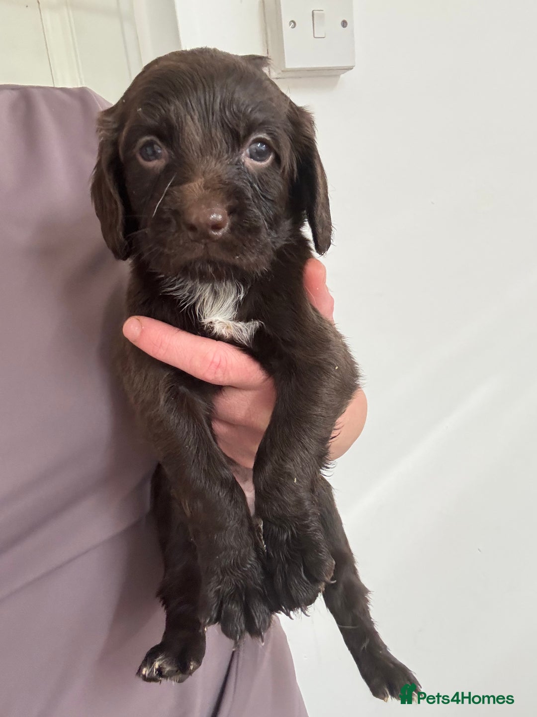 Sprocker dogs for sale: Sprocker spaniel pups  - Image 6