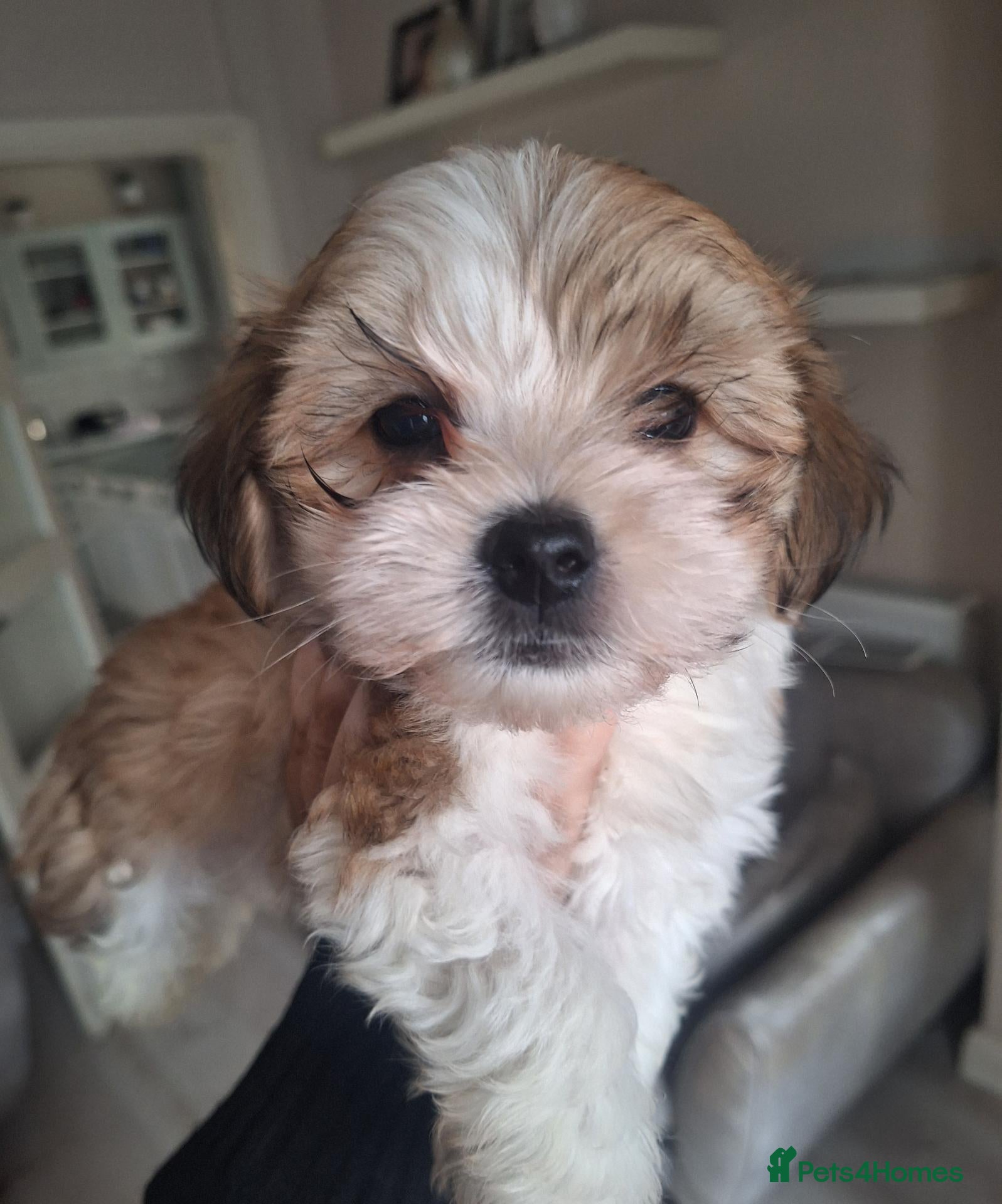 Mixed Breed dogs *READY NOW 3X HAVACHON PUPS FOR SALE  - Advert 9