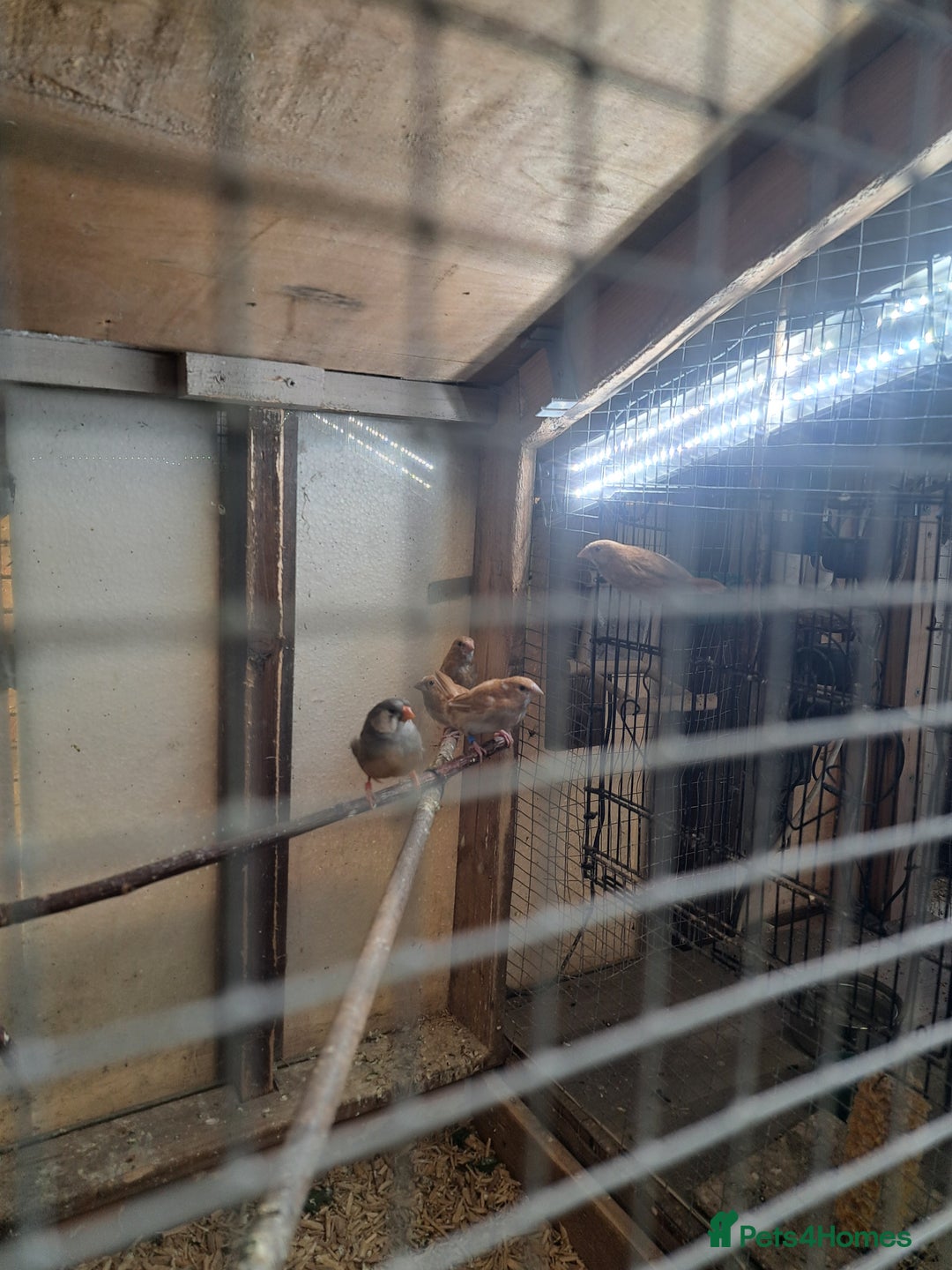 Finches birds for sale: Bengalese and pair of zebra finch  - Advert 7