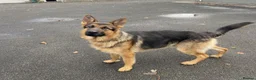 German Shepherd dogs for sale: Four standout female German Shepherd puppies in Redcar - Advert 3