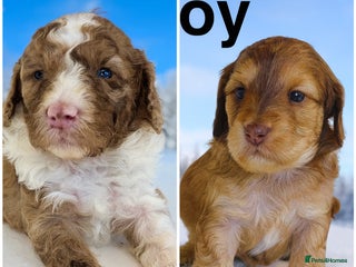 Cockapoo dogs REDUCED DNA TESTED Last 2 boys Ready 25th Nov - Advert 11